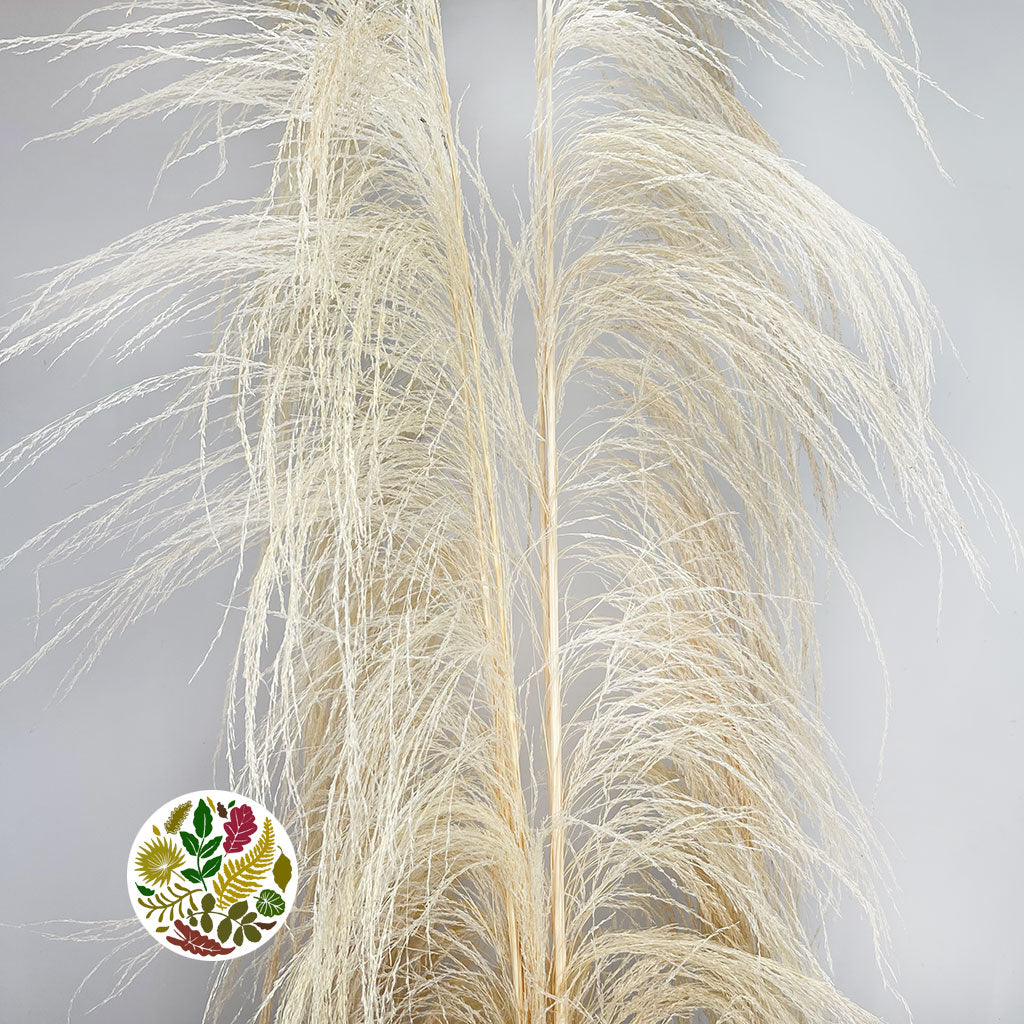 Grass &#39;Pampas&#39; (Uva stalk) (Bleached) (DRY) (Various Sizes)