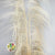 Grass 'Pampas' (Uva stalk) (Bleached) (DRY) (Various Sizes)