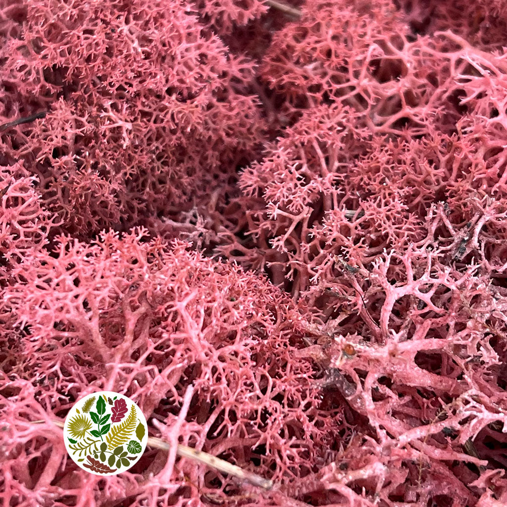 Moss 'Reindeer' (DRY) (Various Colours) (500g)