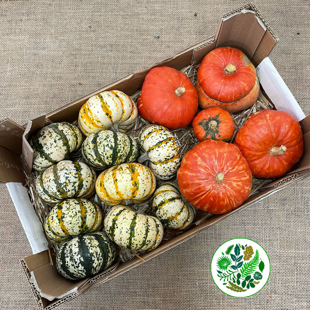 Gourds &#39;Mix Trays&#39; (Various Types)