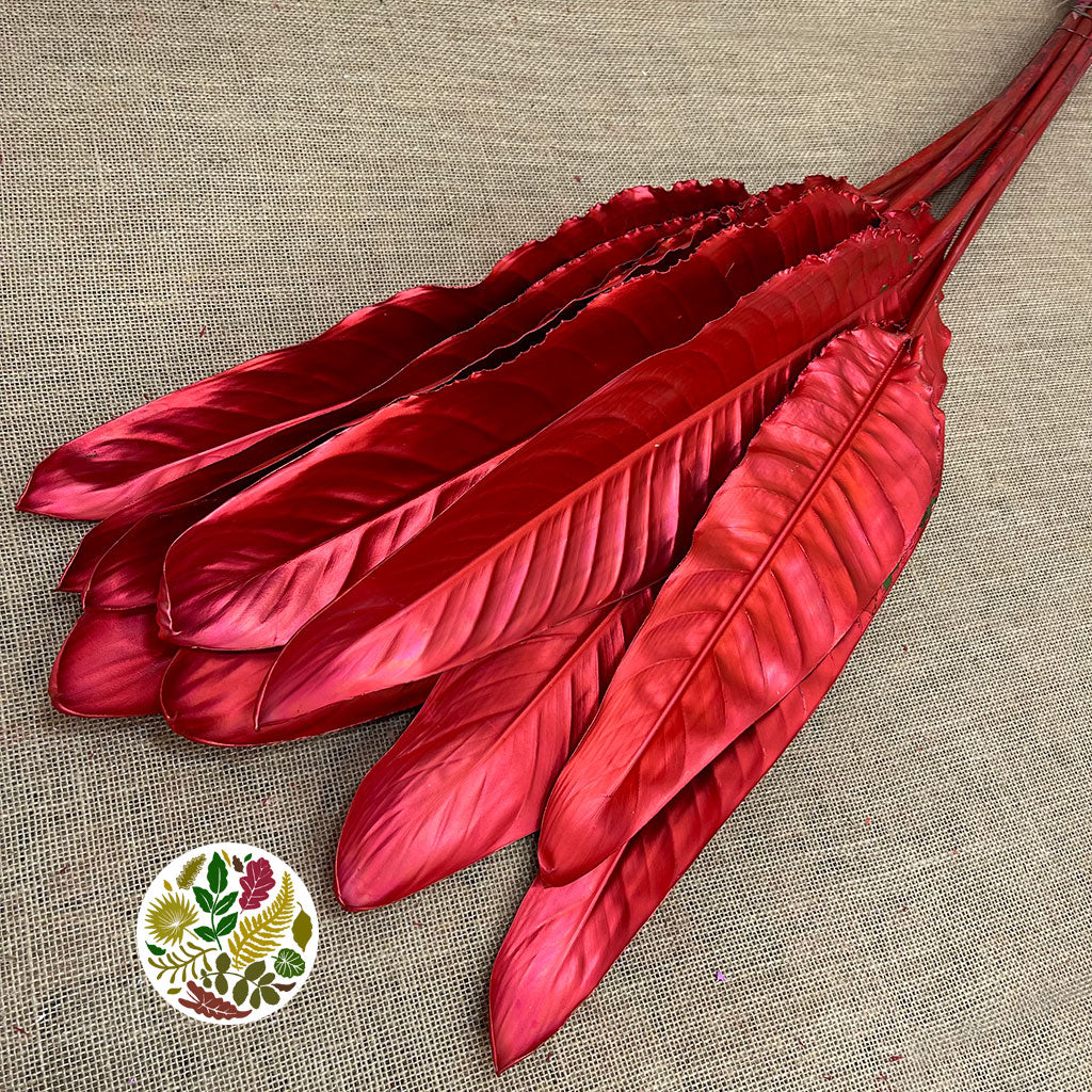 Strelitzia &#39;Leaves&#39; Painted (Various Colours) (x10)