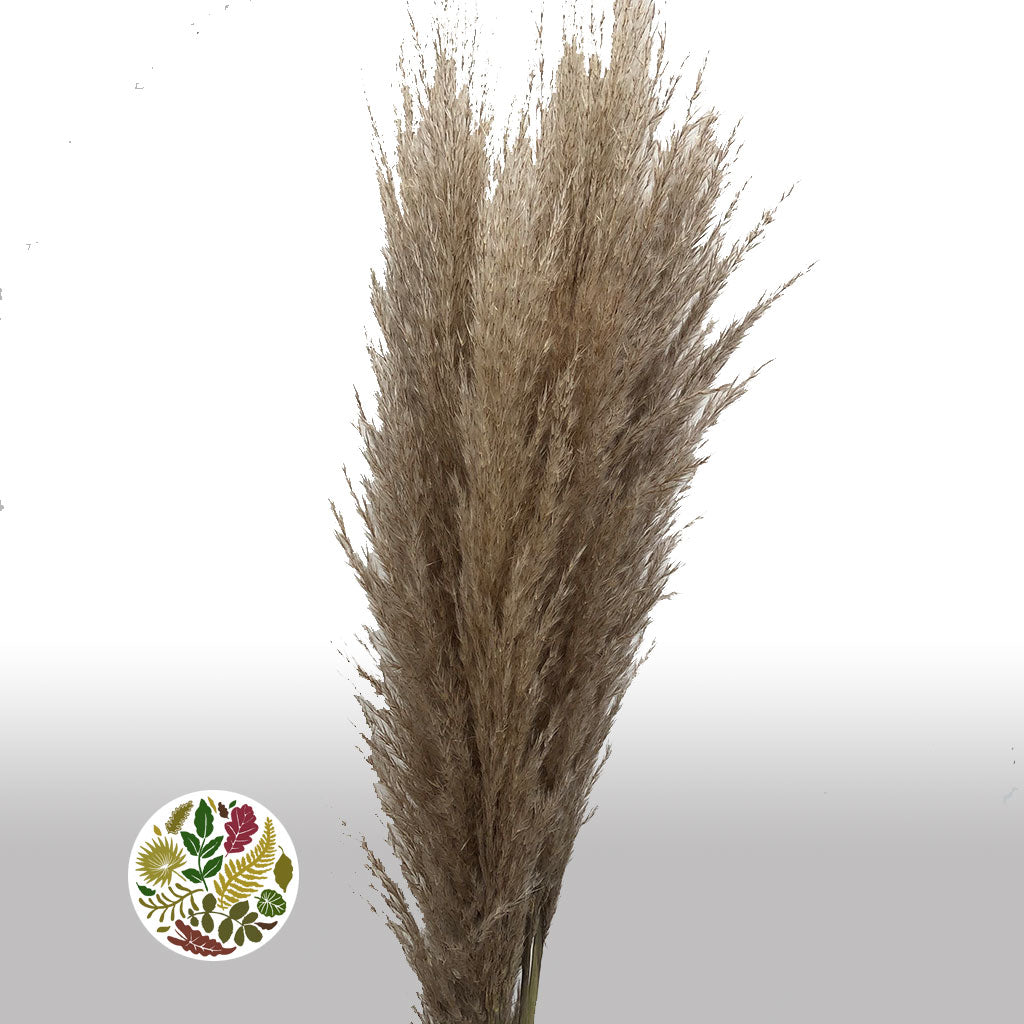 Grass 'Pampas' (Extra Fluffy) (Natural) (DRY) (Various Sizes)