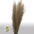 Grass 'Pampas' (Extra Fluffy) (Natural) (DRY) (Various Sizes)