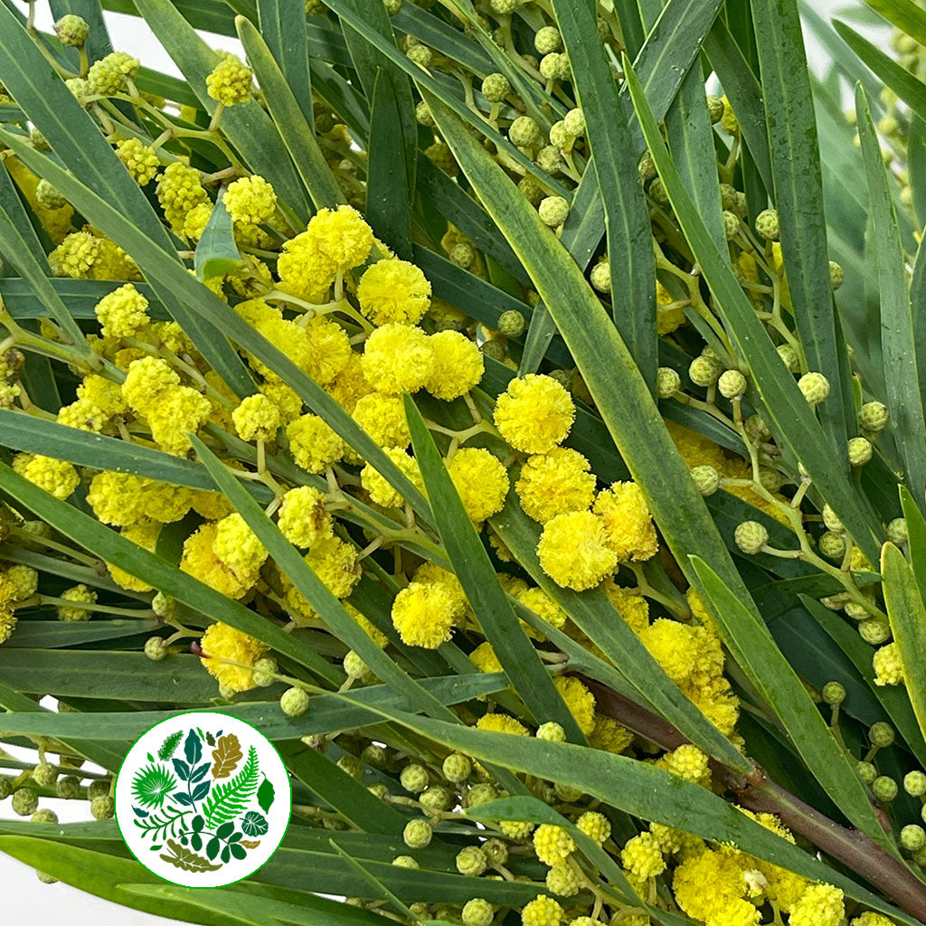 Mimosa &#39;Floribunda&#39; (Various Sizes)