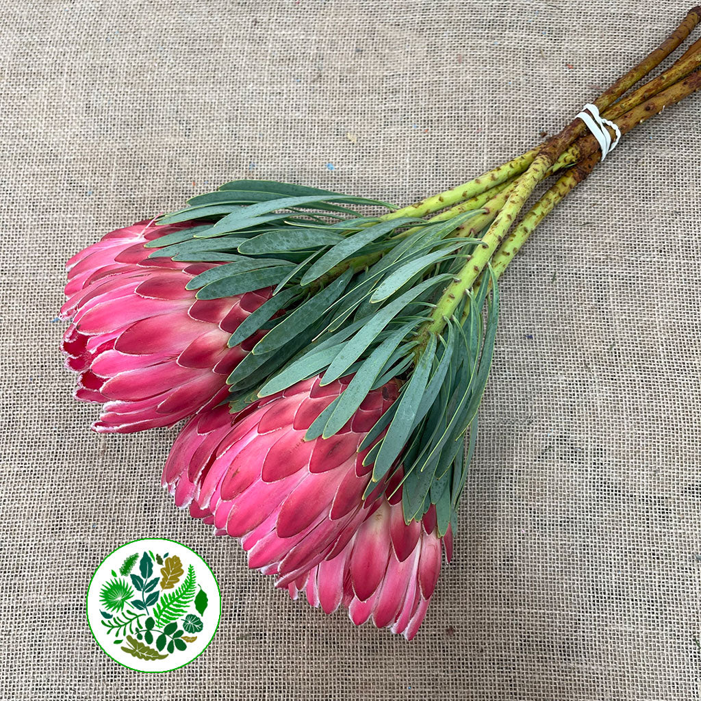 Protea &#39;Venus&#39; (Various Lengths) (Per Stem)