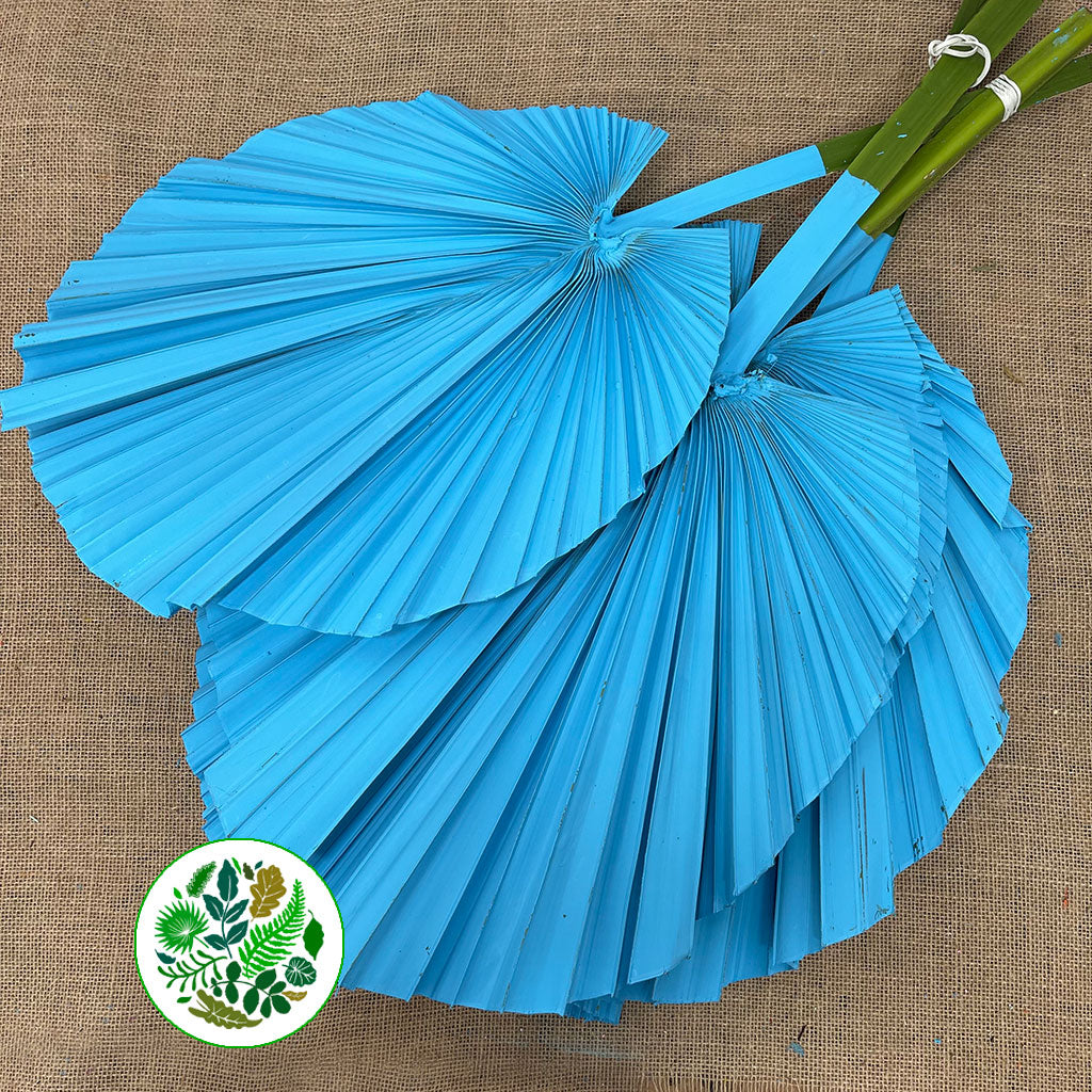 Palm 'Washingtonia' (Painted) (Various Colours)