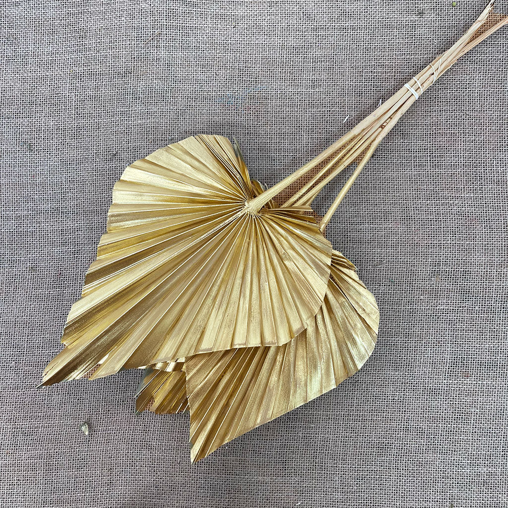 Palm 'Spear Palm' (Medium) (Painted) (DRY) (Various Colours) (x5)