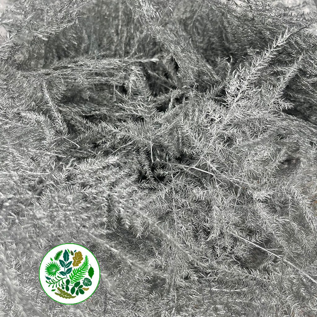 Fern 'Asparagus' (Painted) 45cm (Various Colours) (x50)