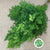 Fern 'Asparagus' (Ming Fern) (Various Lengths)