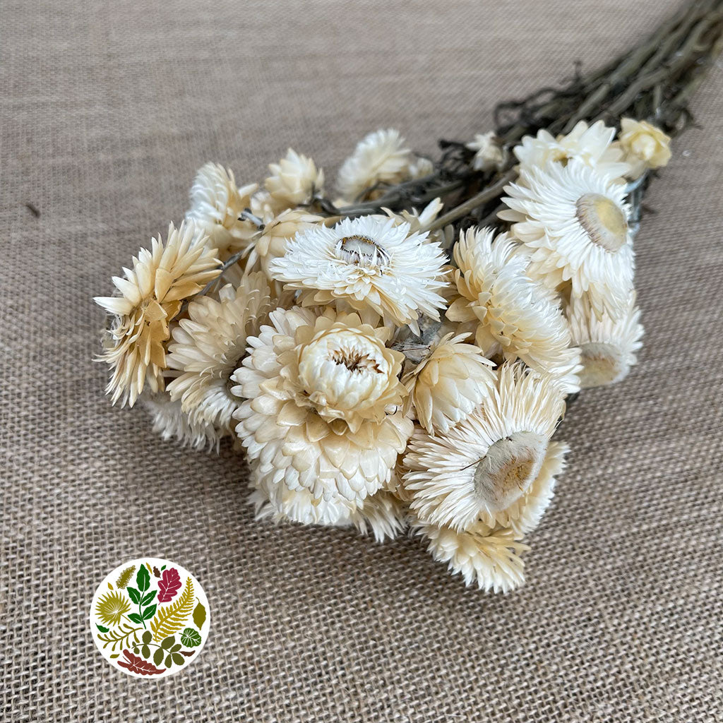 Helichrysum &#39;Flower&#39; (DRY) (Various Colours) 50cm