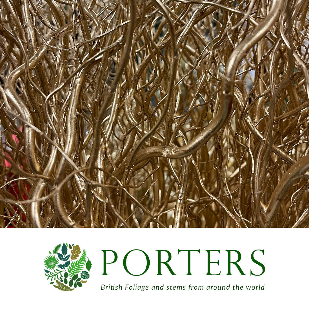 Salix &#39;Golden Curls&#39; (Painted) Various Colours) 130cm (x5st)