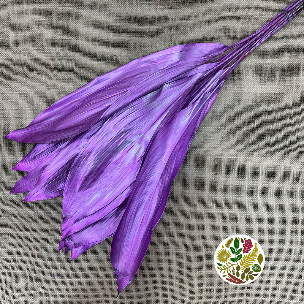 Aspidistra 'Painted' (Fresh) (Various Colours)