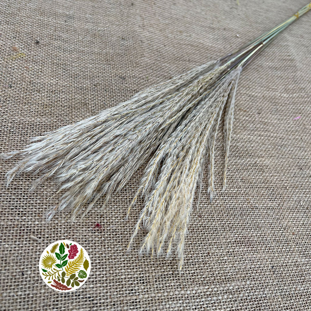 Grass 'Fluffy Silver Grass' (Natural) (DRY) (Various Sizes)