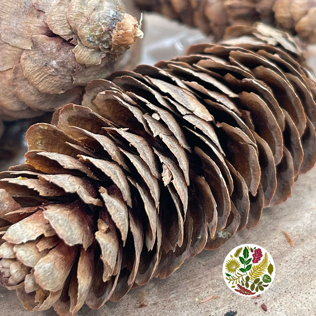 Cones 'Spruce' (Natural) (DRY) (L6-8cm) (Various Sizes)