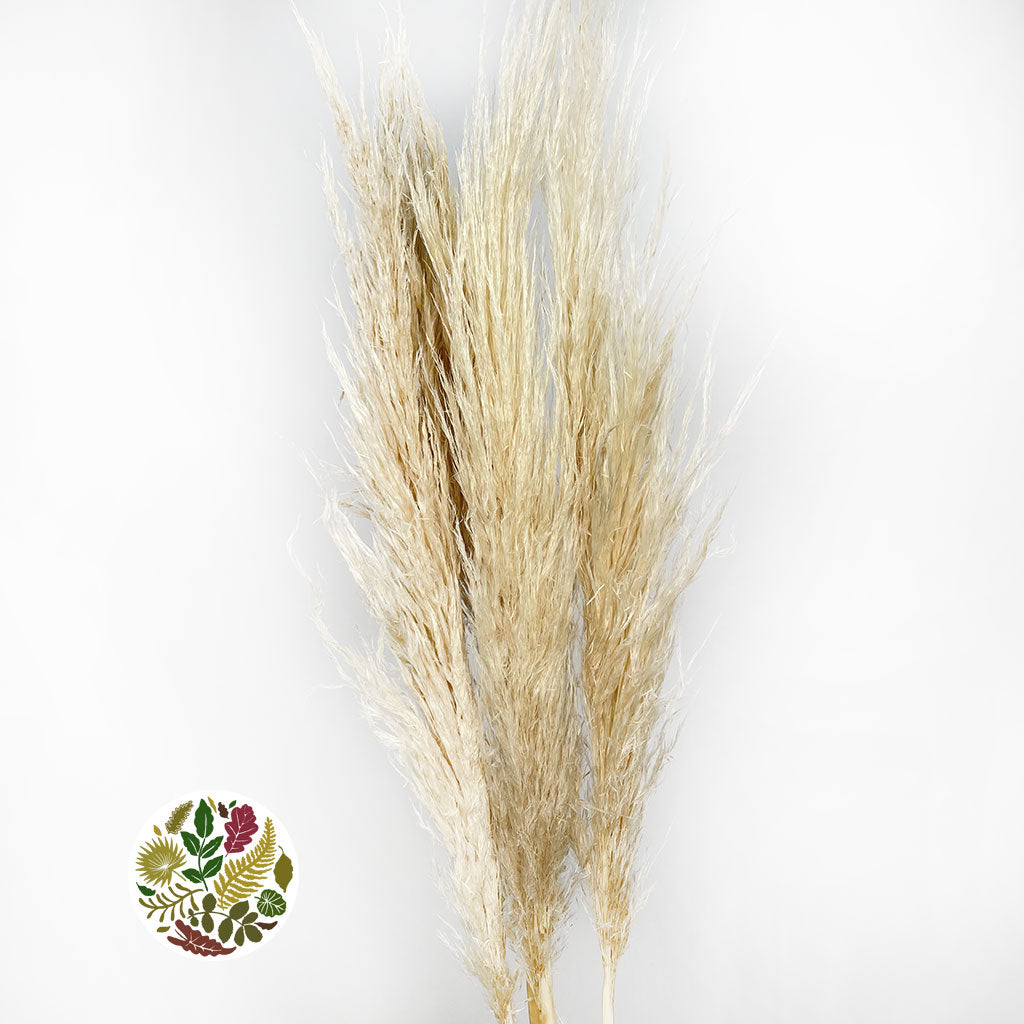 Grass 'Pampas' (Evita) (Bleached) (DRY) (Various Sizes)
