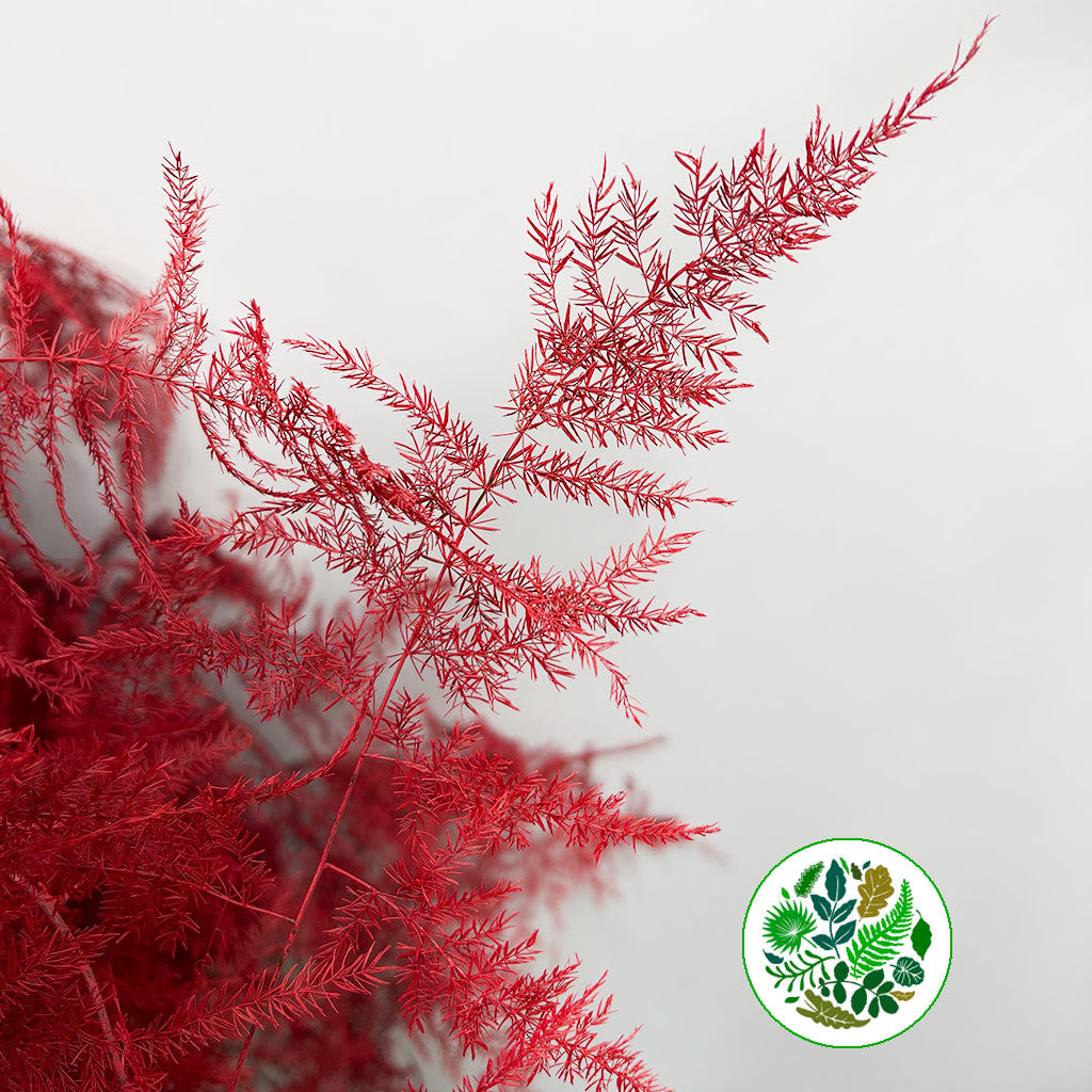 Fern 'Asparagus' (Painted) 85cm (Various Colours) (x50)