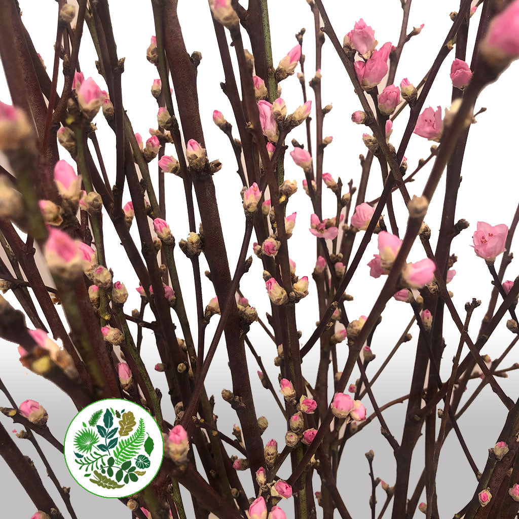 Blossom 'Pink' (Peach) 'Single' (Cultivated) (Various Lengths)