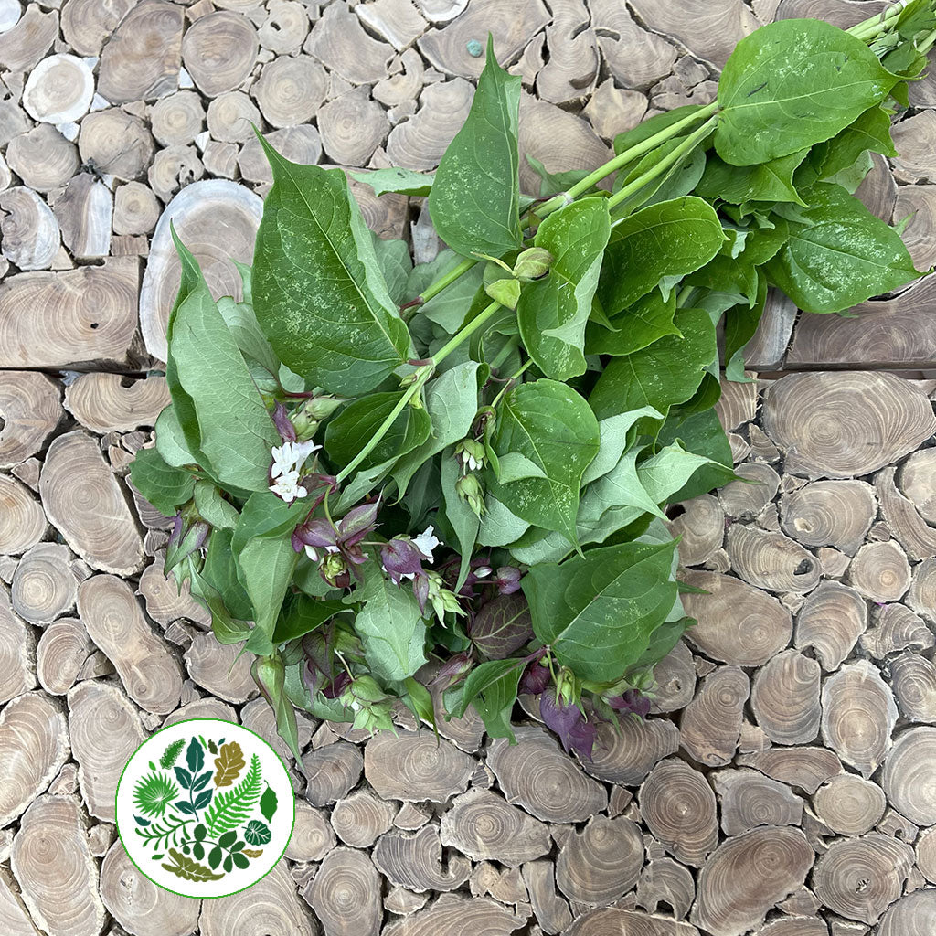 Pheasant Bush (Cultivated E) (Various Sizes)