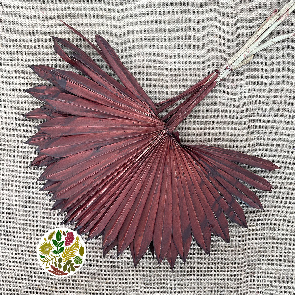 Palm &#39;Fan Palm&#39; (Painted) (DRY) (Various Colours) (x5) 45-55cm