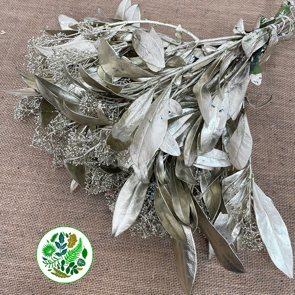 Skimmia (Painted) (Various Colours)