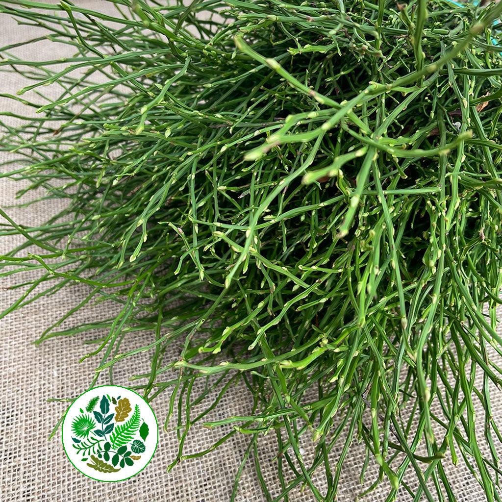 Bog Myrtle (Natural) (Various Sizes)