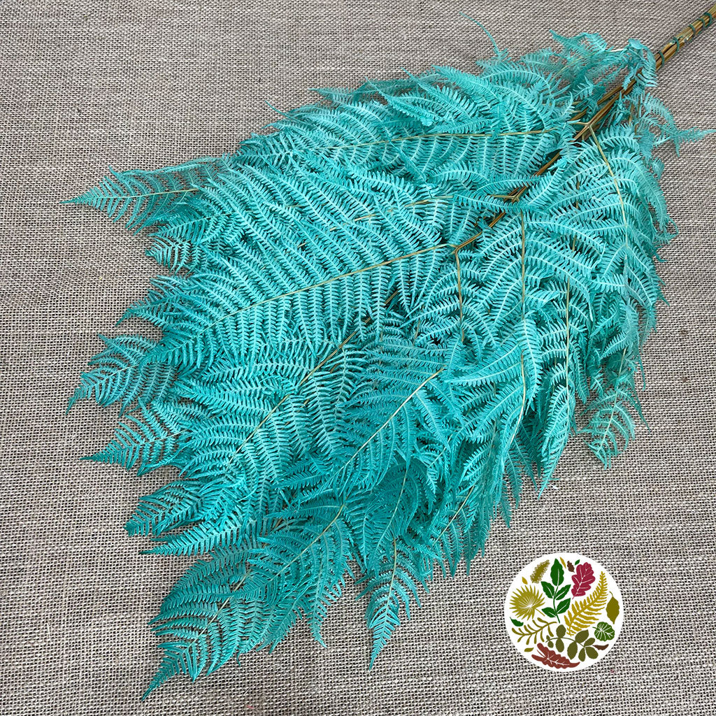 Fern &#39;Bracken&#39; (Preserved) (DRY) (Various Colours) 60-70cm