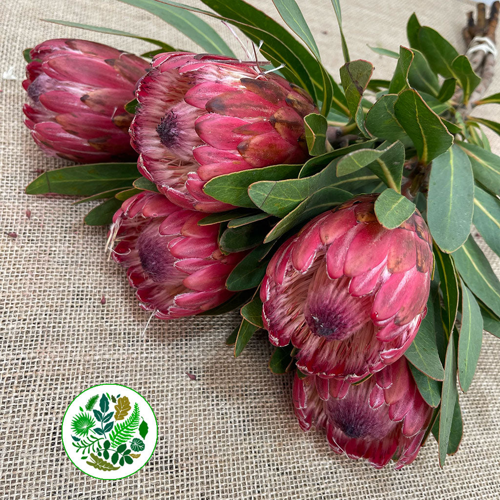 Protea &#39;Red Ice&#39; (Various Lengths)
