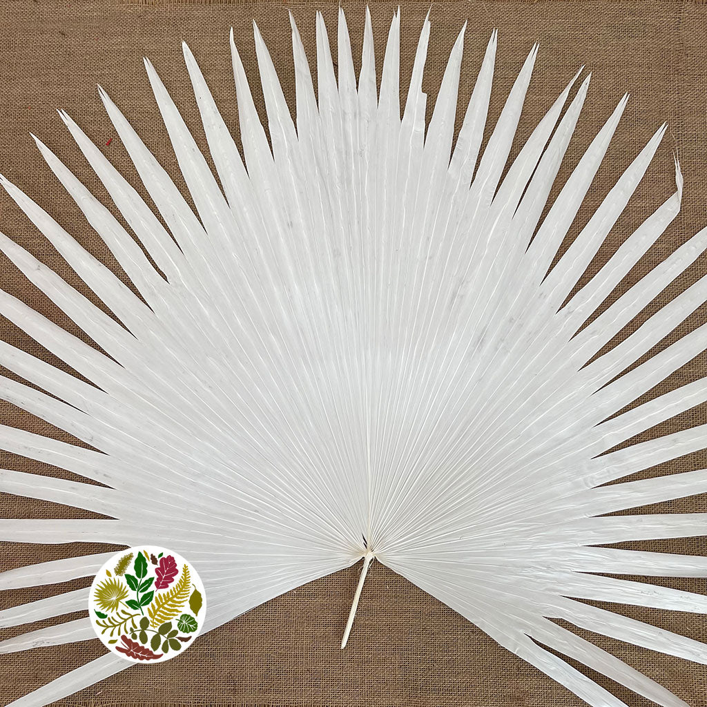 Palm 'Anahaw' (Bleached) (DRY) (Various Sizes) (Per Stem)