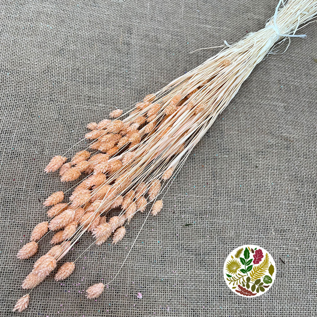 Grass 'Phalaris' (Painted) (DRY) (Various Colours)