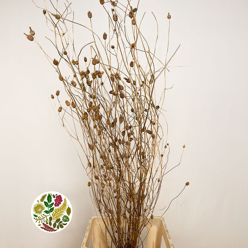 Sanguisorba Officinalis (Painted) (DRY) (Various Colours) (x10)