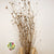Sanguisorba Officinalis (Painted) (DRY) (Various Colours) (x10)