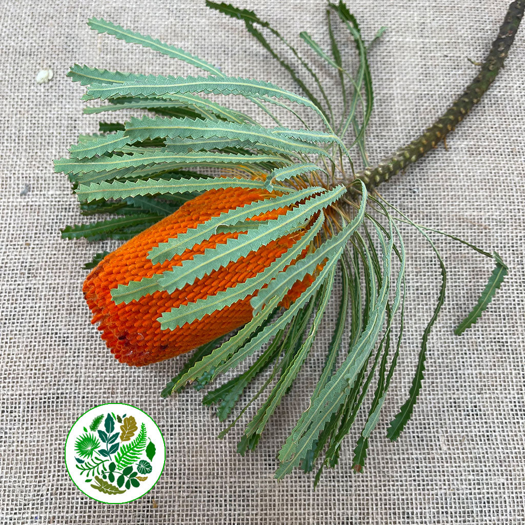 Protea &#39;Banksia&#39; (Hookeri) (Orange) (Various Lengths)