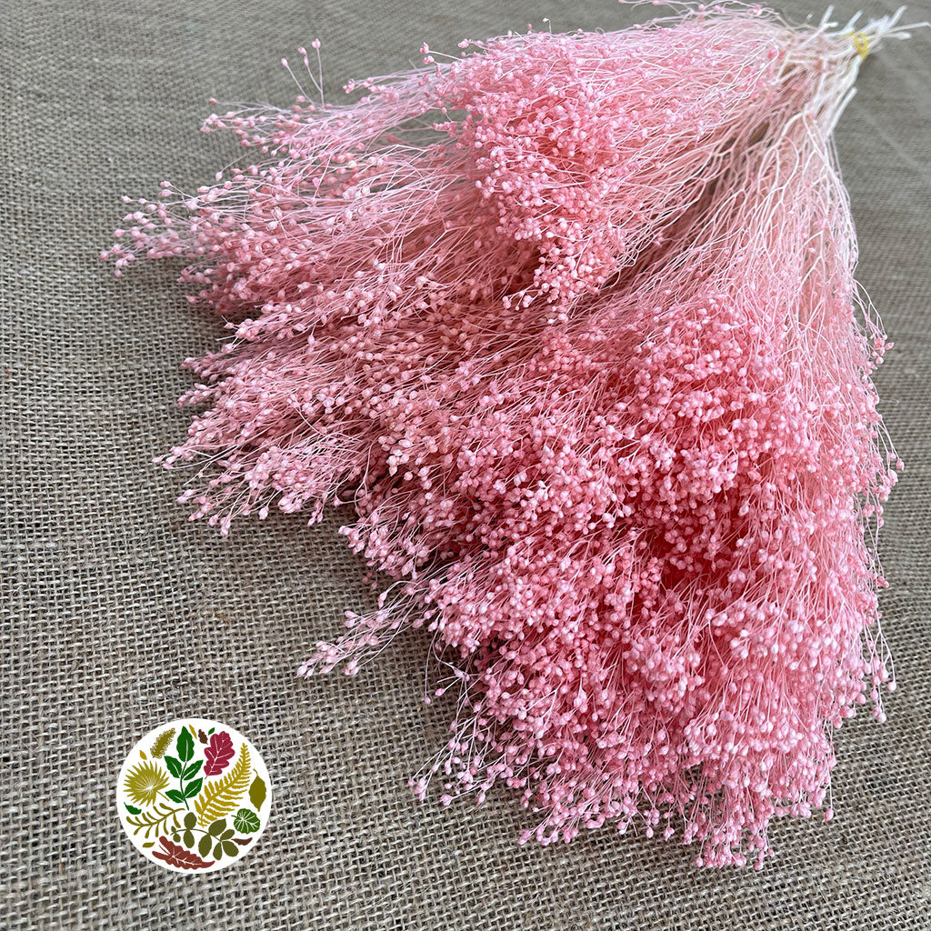 Broom &#39;Flower&#39; (Various Colours) (DRY) (100g)