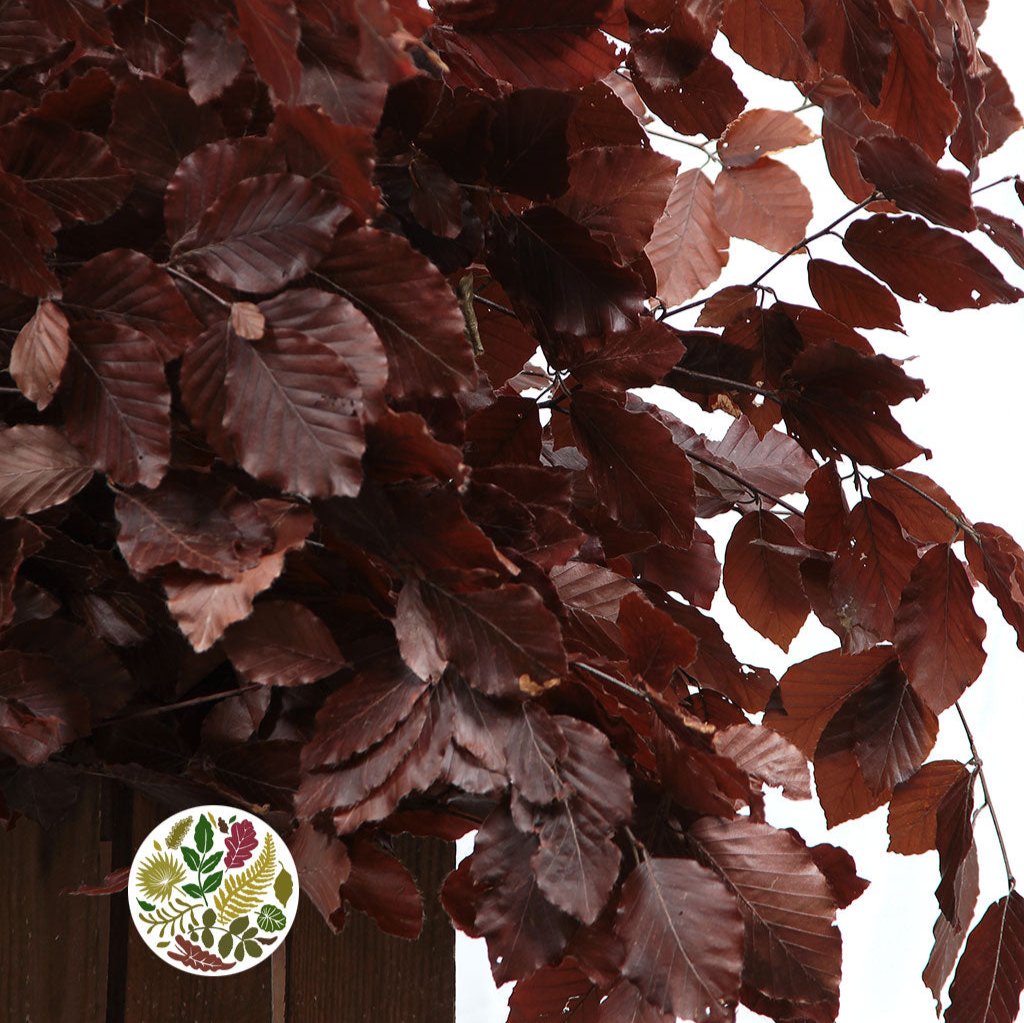 Beech &#39;Stabilized&#39; (Coloured) 60-80cm (DRY) (150g)