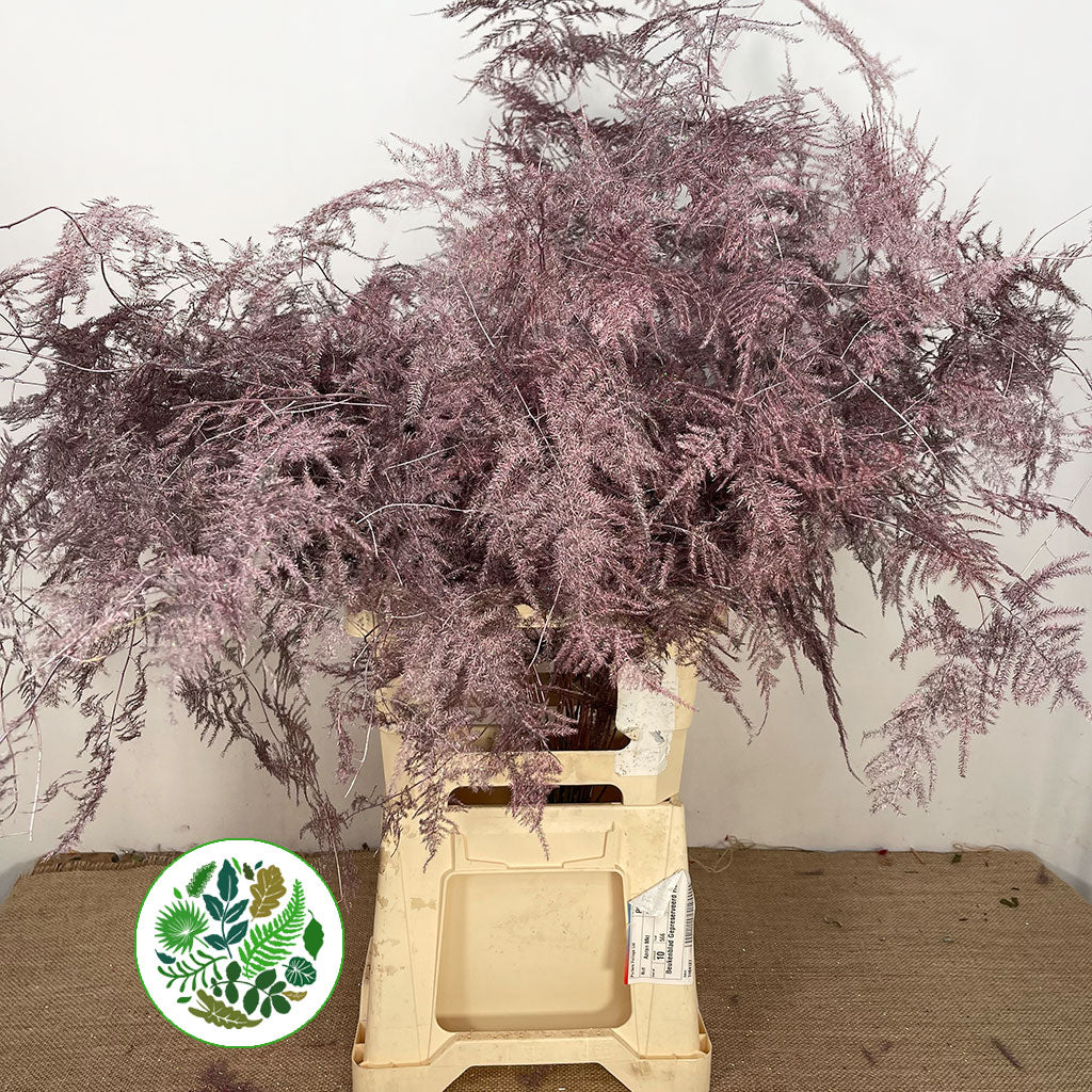 Fern 'Asparagus' (Painted) 85cm (Various Colours) (x50)