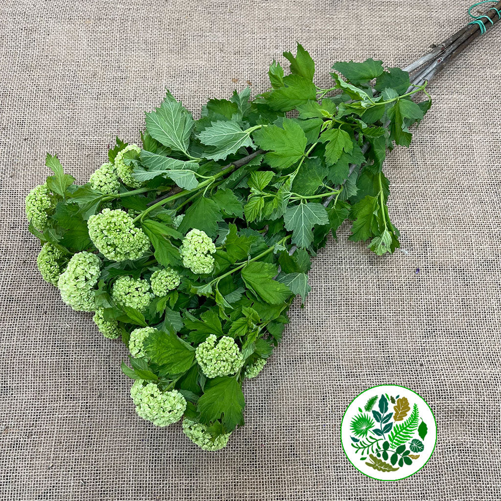 Viburnum 'Oppulus Guelder' (Cultivated) (Various Sizes)