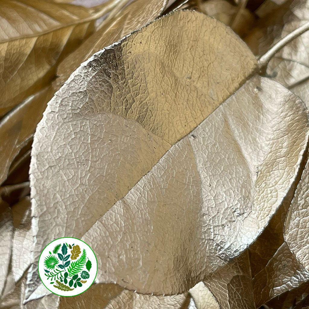 Salal (Painted) (Fresh) (Various Colours)