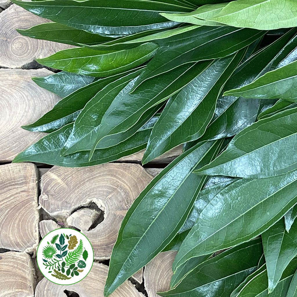 Coccullus &#39;Leaves&#39; (Various Sizes)