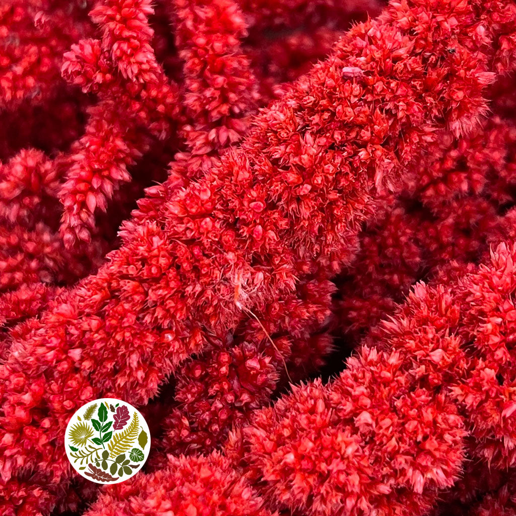 Amaranthus 'Trailing' (Coloured) (Various Options)