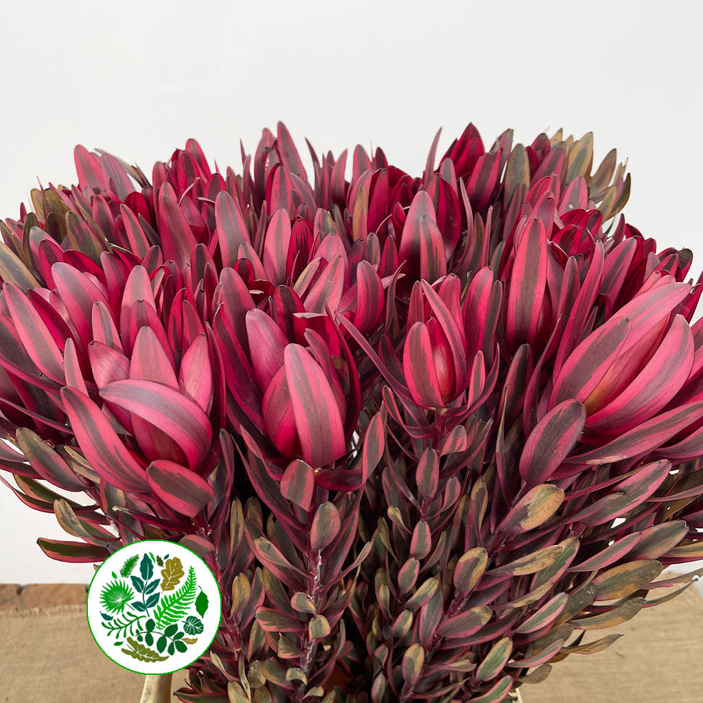 Leucadendron 'Jester' (Various Lengths)