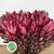 Leucadendron 'Jester' (Various Lengths)
