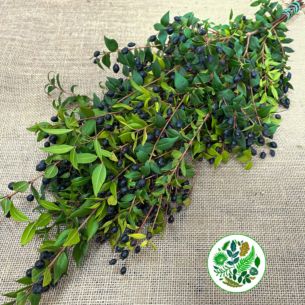 Myrtle &#39;With Berries&#39; (Various Sizes)