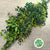 Myrtle 'With Berries' (Various Sizes)