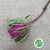 Protea 'Banksia' (Hookeri) (Pink) (Various Lengths)