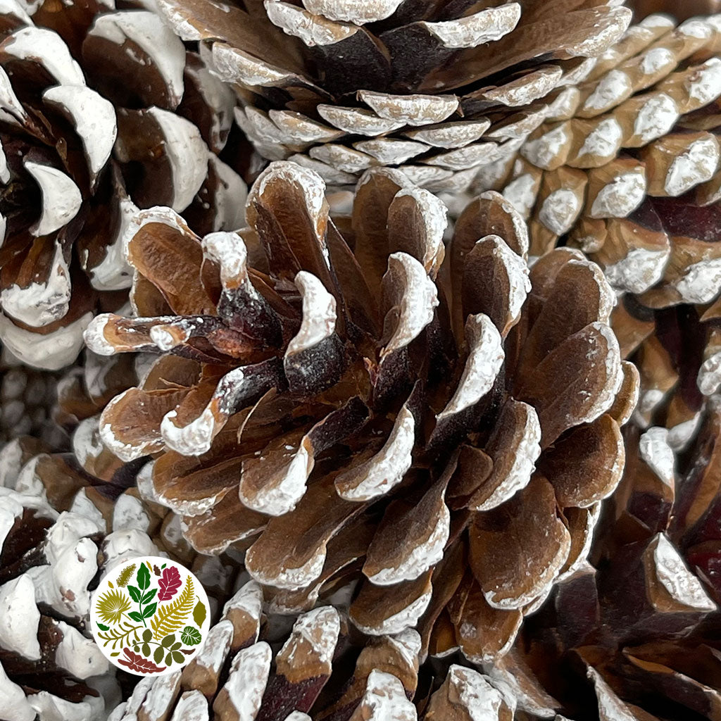 Cones 'Nigra' (Painted) (DRY) (Various Colours)