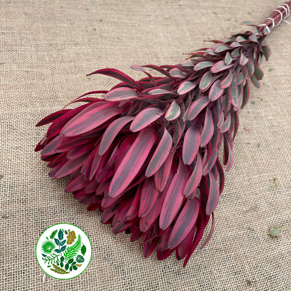 Leucadendron 'Jester' (Various Lengths)