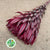Leucadendron 'Jester' (Various Lengths)
