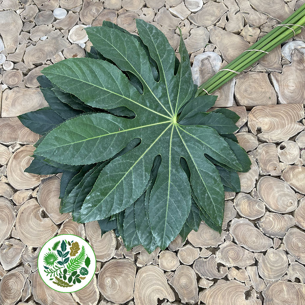 Aralia Leaves &#39;Green&#39; (Various Lengths)