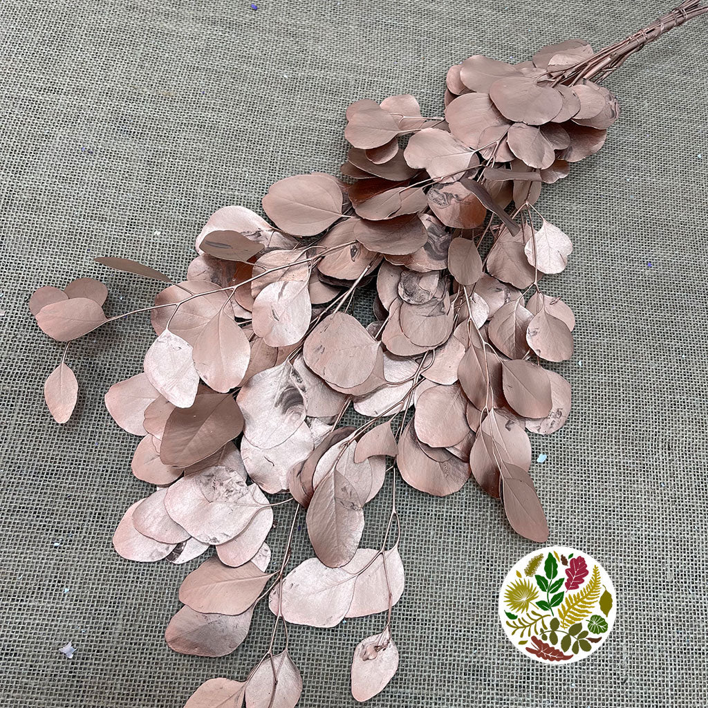 Eucalyptus &#39;Populus&#39; (Preserved) (Painted) (DRY)