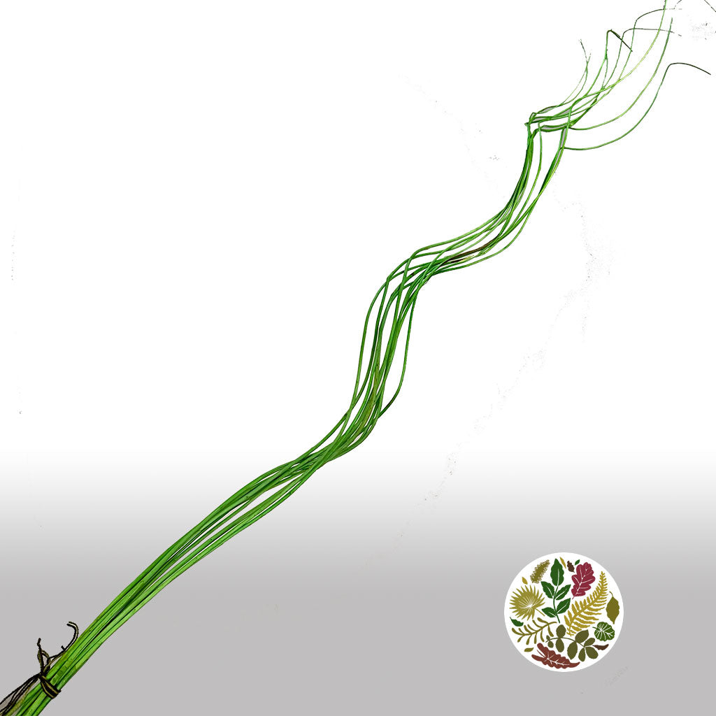 Twigs 'Weiden Curl' (Painted) (DRY) (Various Colours) 1m (x10)